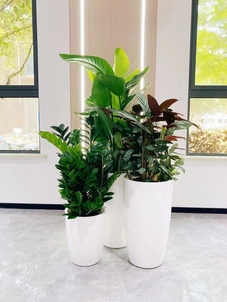 北仑花卉出租设计，带你领略花卉装点的艺术之美